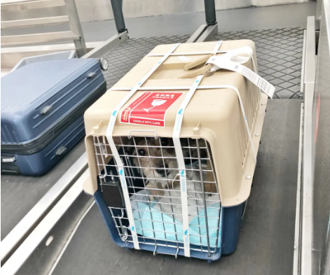 忻州宠物托运 宠物托运公司 机场宠物托运 宠物空运